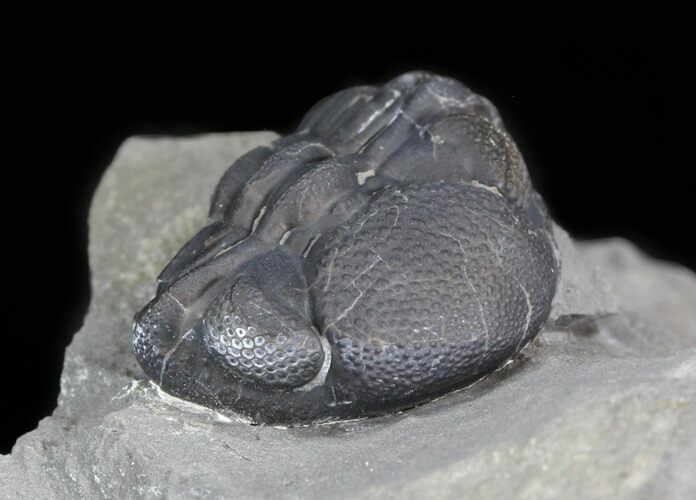 Enrolled Eldredgeops Trilobite In Matrix - New York #40687
